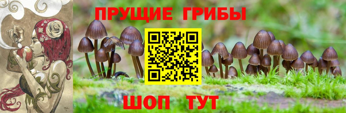 Спасск-Дальний  Галлюциногенные грибы Psilocybine cubensis  Вход с VPN 